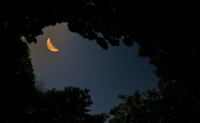 À propos du calendrier lunaire des arbres